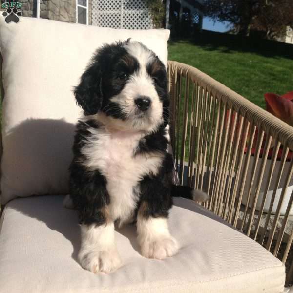 Brittany, Bernedoodle Puppy